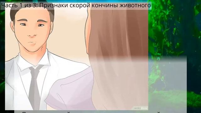 Как узнать, что ваша кошка умирает смотреть онлайн