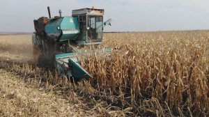 Енисей 1200 на уборке кукурузы. Урожай кукурузы  Дкс3472 и Кредо