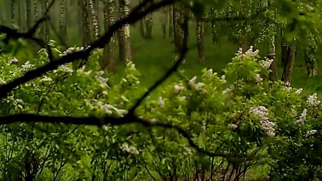 Гроза за окном на Парковой. Май 2015. Архив VL смотреть онлайн