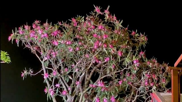 My Adenium Big Boy смотреть онлайн