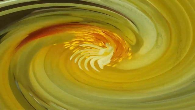 RHINOCEROS CACTUS Coryphantha Cornifera COOL #cactus Worth Growing In #plant #collection #cactuscar