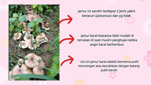 PENJELASAN TENTANG JAMUR BARAT ( clitocybe nebularis ) смотреть онлайн