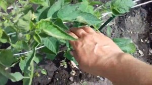 САМАЯ УДОБНАЯ ПОДВЯЗКА ТОМАТОВ В ОТКРЫТОМ ГРУНТЕ.