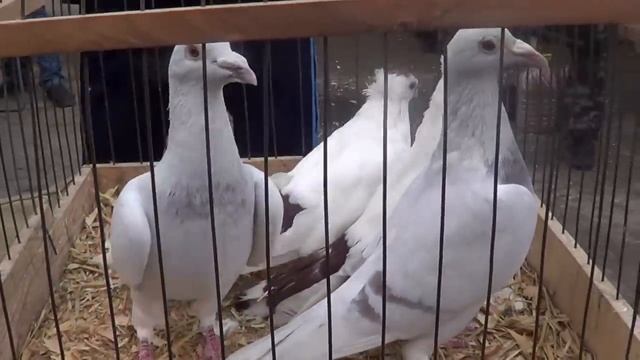 СБОРНАЯ ЯРМАРКА ГОЛУБЕЙ 16.09.23 ТУЛА смотреть онлайн