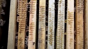 Подкормка пчел зимой в феврале  Зимовка пчел на улице