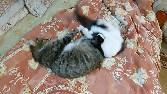 Котёнок Кузя/ Игрушка для кота из канализационых труб/Видео от подписчиков смотреть онлайн