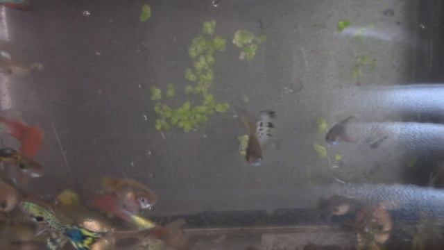 ГУППИ на балконе. Конец эксперимента смотреть онлайн