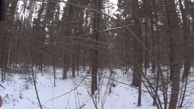 Охота с Русской гончей на зайца 25 01 20 смотреть онлайн