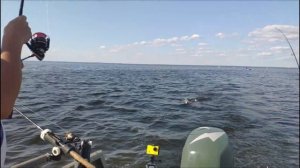 Финский залив! Рыбалка! Дамба! Окунь! Тролинг! Джиг! Август 2019!