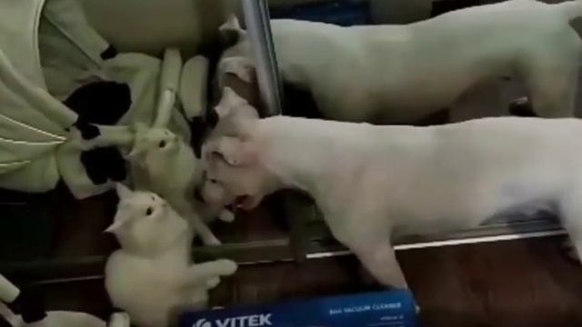 КТО В ДОМЕ ХОЗЯИН? смотреть онлайн