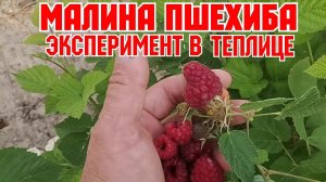 Малина ПШЕХИБА! Эксперимент в теплице!