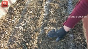 КОГДА ЖЕ НАДО СЕЯТЬ СВЕКЛУ ВЕСНОЙ? СЕКРЕТ БОЛЬШОГО УРОЖАЯ В ОТКРЫТОМ ГРУНТЕ! СЕЕМ БЕЗ ОШИБОК