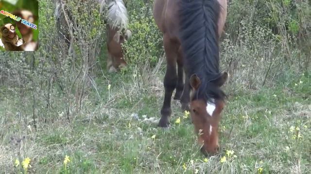 Cute little animals - Animal sounds Сборник Домашние животные для детей Как говорят животные смотреть онлайн