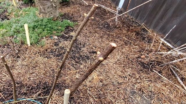 Метельчатые гортензии. Что такое сокодвижение?