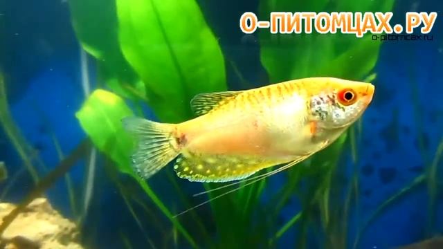 Гурами золотой (Trichogaster sp.) - o-pitomcax.ru смотреть онлайн
