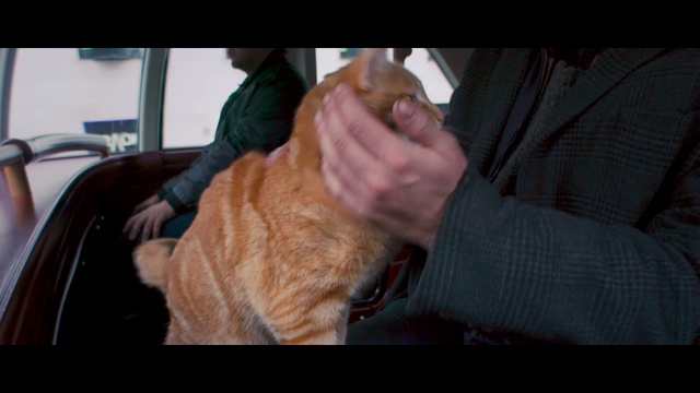 Уличный кот по кличке Боб