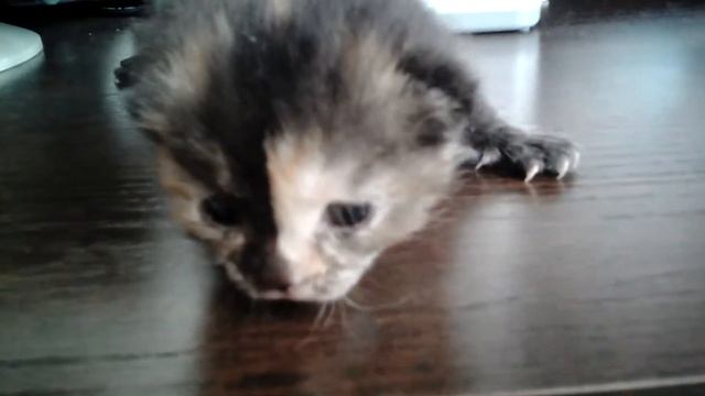 нашел бездомного котенка с мамкой смотреть онлайн