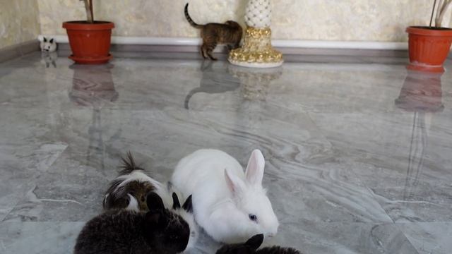 Купили Декоративных кроликов. Чтобы наш Одинокий кролик не скучала. смотреть онлайн