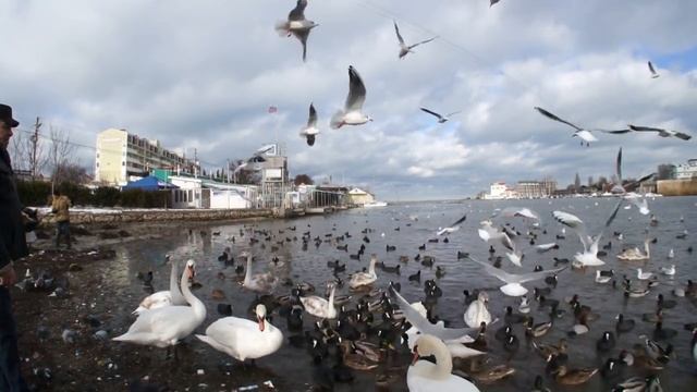 Лебеди и утки в бухте Омега в Севастополе смотреть онлайн