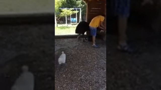 Кормление страуса смотреть онлайн