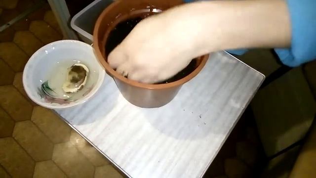 Посадка двух семян манго одновременно / Planting two mango seeds at the same time смотреть онлайн