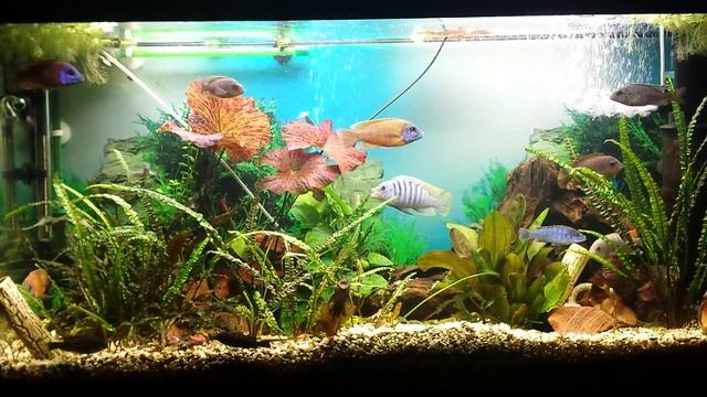 Malavi tank 240l SSB-Aqua смотреть онлайн
