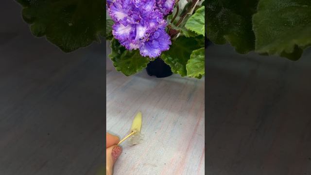 Фіалка АВ-Снежная Королева