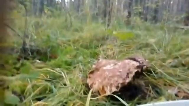 Сбор грибов осенью. смотреть онлайн