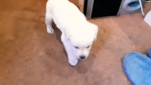 Лабрадор│щенок в доме смотреть онлайн