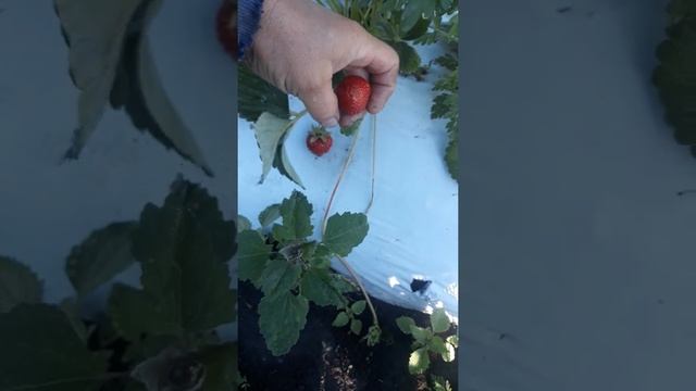 18.06.2022.San-Andreas (НСД)Земляника садовая крупноплодная (клубника) смотреть онлайн