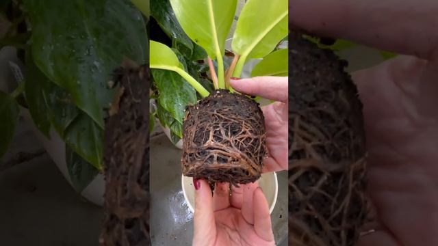 [Video of repotting Philodendron Imperial Gold］#plants #plant #houseplants #daily #green #gardening смотреть онлайн