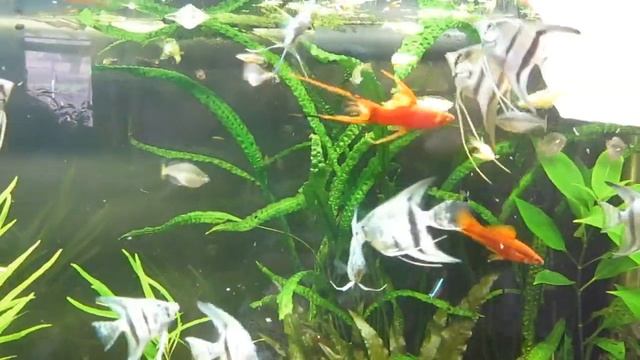 Цихлидник на 840 литров, разведение червяка Гриндаля. смотреть онлайн