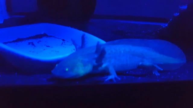 Gfp Axolotl