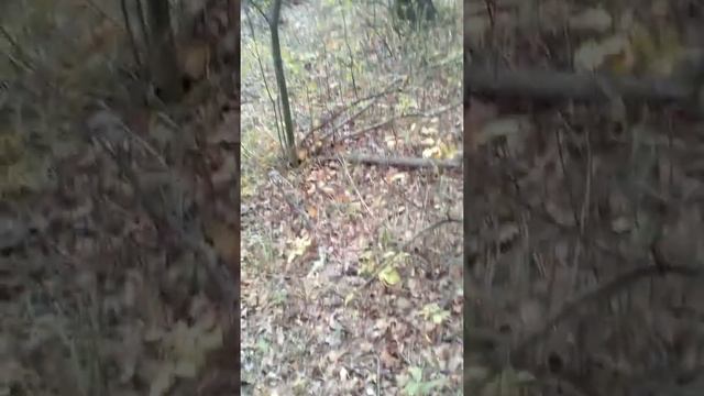 Ложний опеньок смотреть онлайн