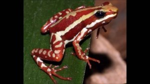 САМЫЕ НЕОБЫЧНЫЕ ЛЯГУШКИ. ТОП 5