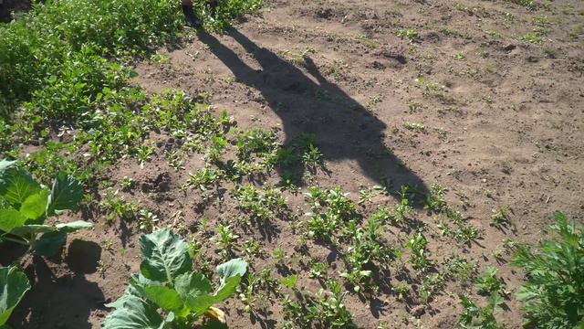 How is everything Growing? What is OUT & What FAILED смотреть онлайн