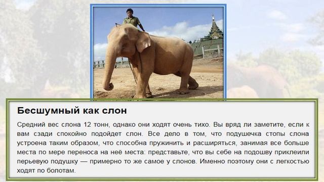 Слоны - священные животные и символы страны Слон интересные факты смотреть онлайн