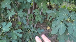 Как НЕ НАДО выращивать инжир или "Почему веток много а не зреет ничего"??