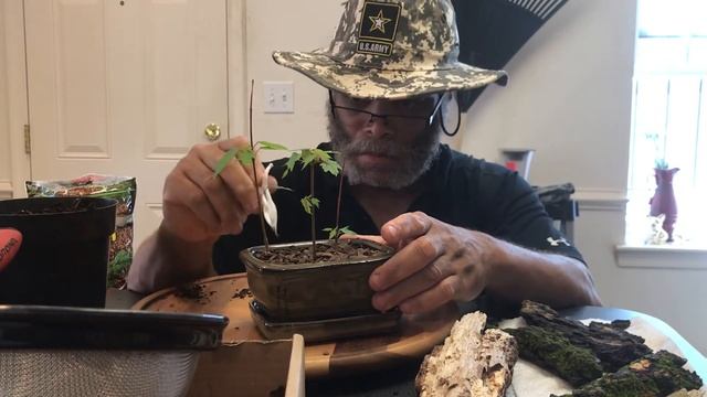 Quietly Creating A Miniature Red Maple Grove - Acer Rubrum Bonsai смотреть онлайн