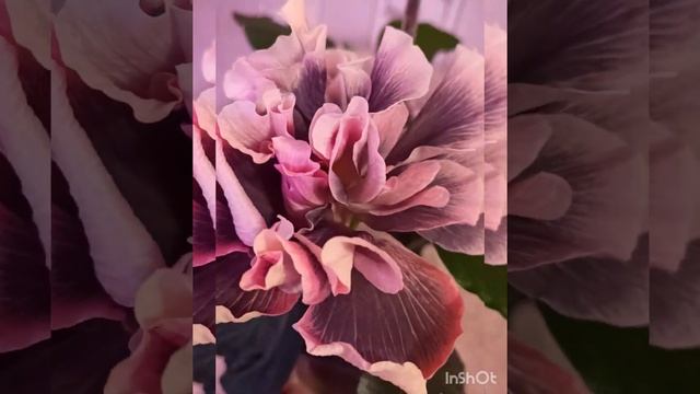 Марианка -любовь моя❤❤ #гибискус #цветыдома #gibis #garden смотреть онлайн