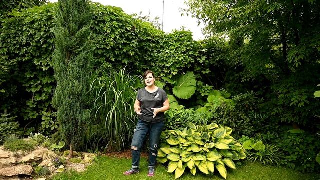 Лучшие травы для вашего сада / Сравниваю пурпурные розы смотреть онлайн