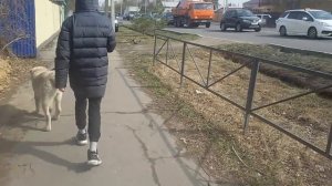 Бугай Алабай. Есть к чему стремиться. Трудности воспитания.