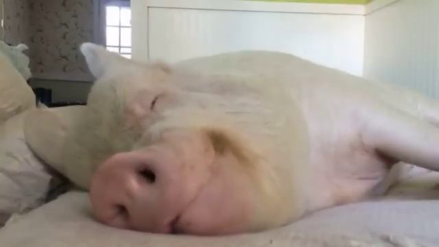 Свинья спит и кушает одновременно смотреть онлайн