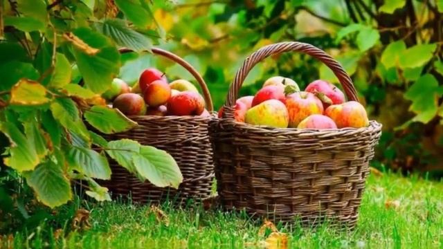 Отзыв о прохождении курса "Курс компьютерной грамотности и слайд-шоу " смотреть онлайн