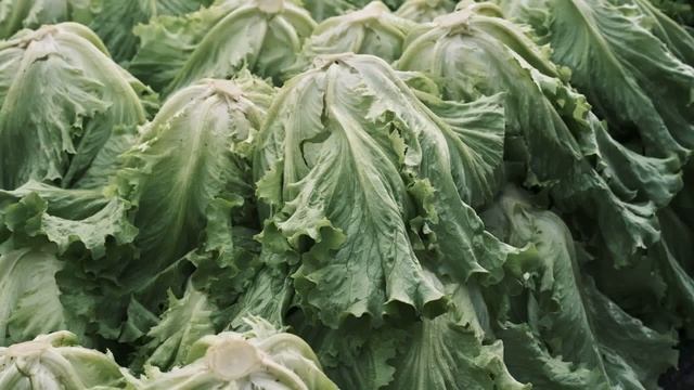 6 Top Vegetarian Restaurants In Barcelona