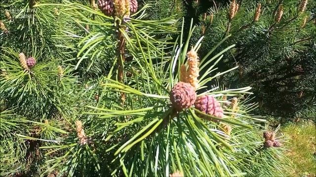 ПЕНИЕ ПТИЦ ИСЦЕЛЯЕТ, -снимает стресс,восстанавливает нервную систему,дарит радость и покой. смотреть онлайн