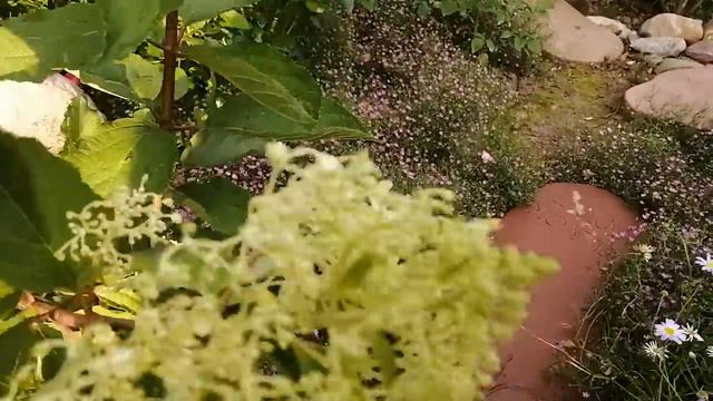 Звёздочки уходящего июля 🌹💞🌹 смотреть онлайн