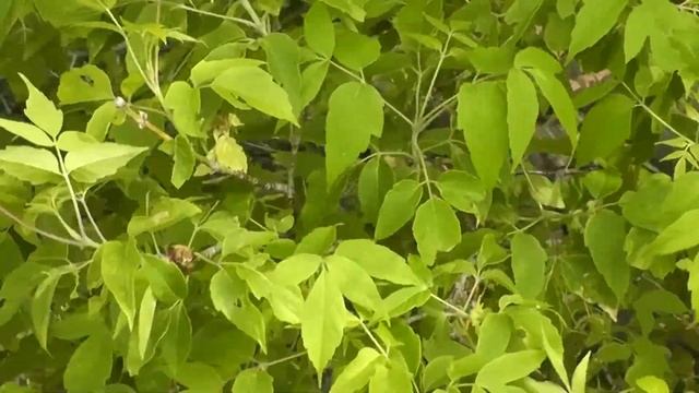Boxelder Maple (Acer negundo), American Prairie Reserve, Eastern Montana, USA смотреть онлайн