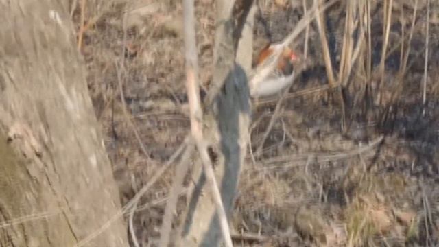 УТКИ МАНДАРИНКИ.ВЕСЕННИЕ БРАЧНЫЕ ИГРЫ.