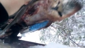 Капканы на куницу и новая приманка